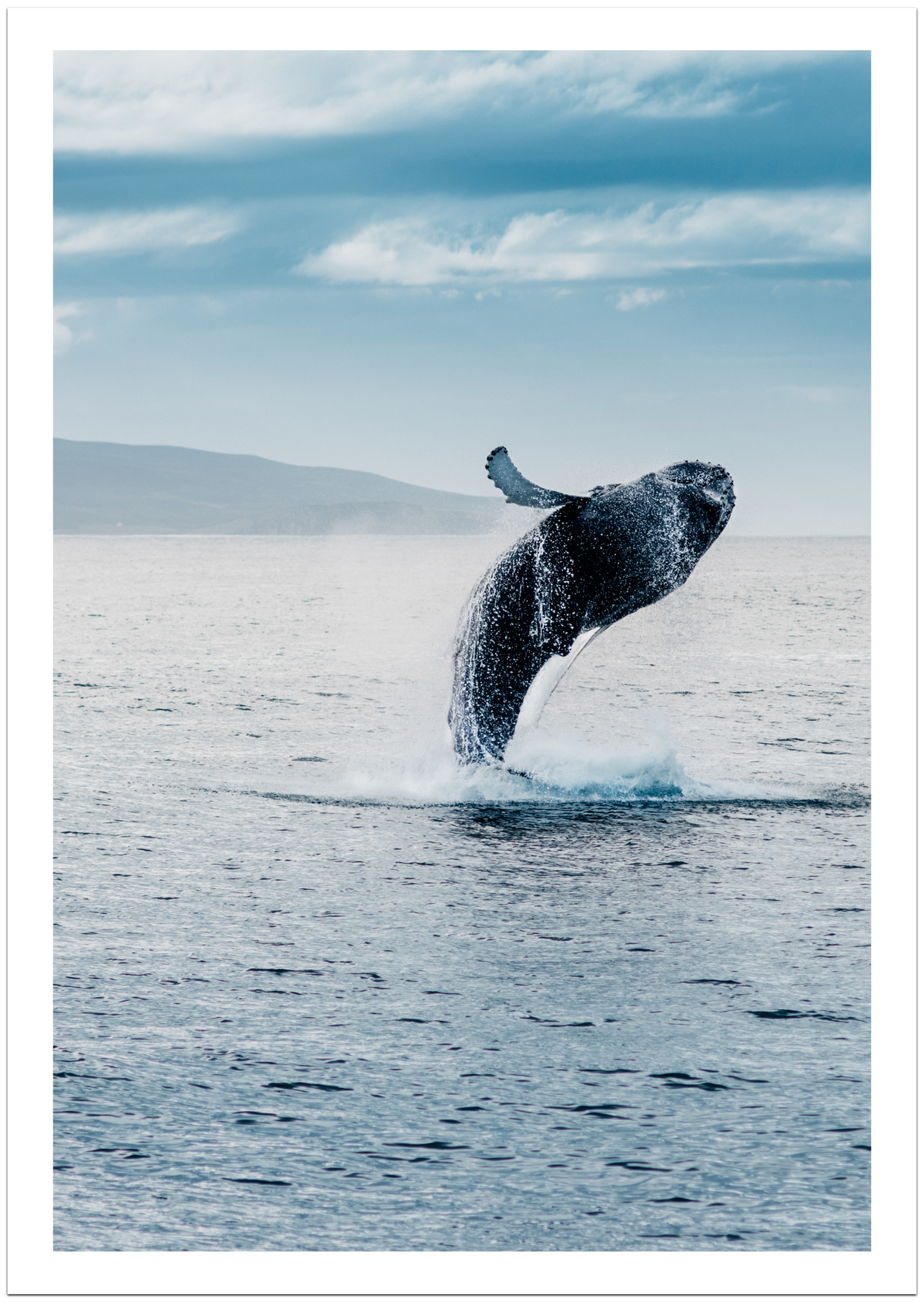 Iceland Whale Poster