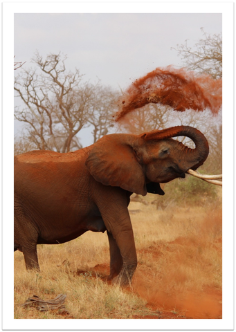 Elefant auf Safari Poster